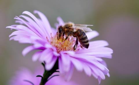 Buscan preservar abeja Melipona
