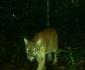 Avistan en Chapulhuacanito felinos; alerta a habitantes