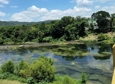 Invade alga el río Amajac; piden ambientalistas análisis                                                                 