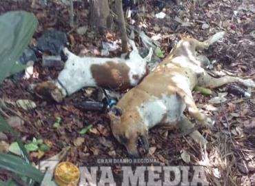 Desquiciados envenenan perros y gatos en La Villa