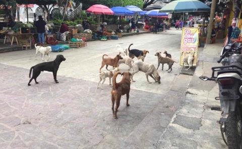 Un caos por los perros callejeros

