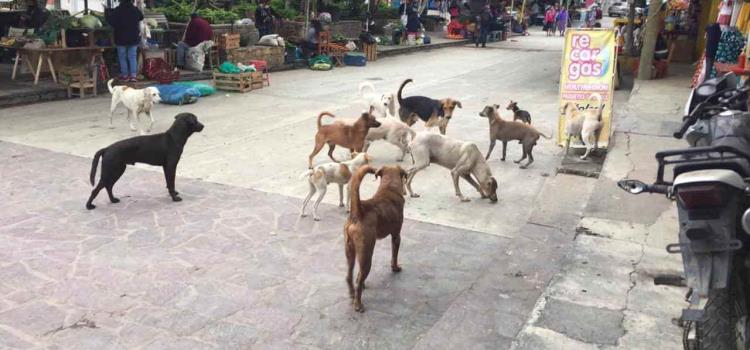 Un caos por los perros callejeros