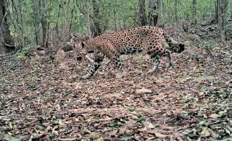 Descartan "ataque" de jaguar a Martha