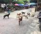 Un caos por los perros callejeros